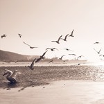  Отдых в Фокино Приморский край, фото  igvladivostok  Primorskyregion  fokino  seaside  winter  swan  nature  nachodka